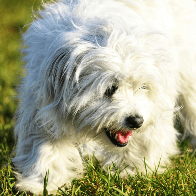 About coton de tulear breed - facts and overview