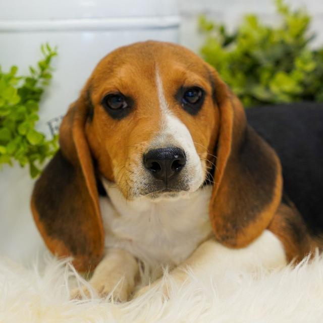 Danny - Beagle