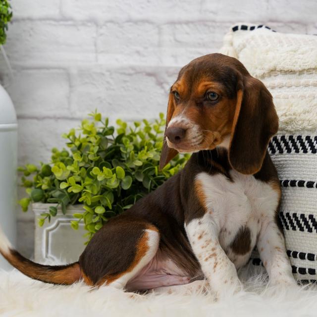Benson - Beagle