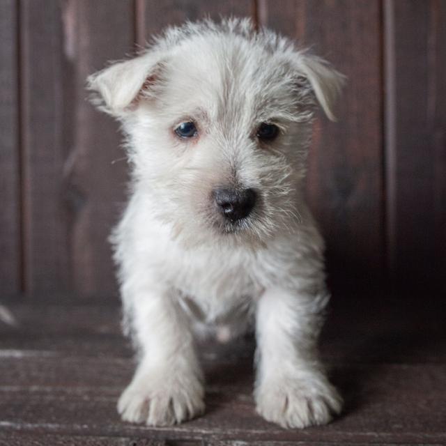 Sophie - West Highland White Terrier