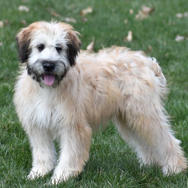 Prince - Soft Coated Wheaten Terrier