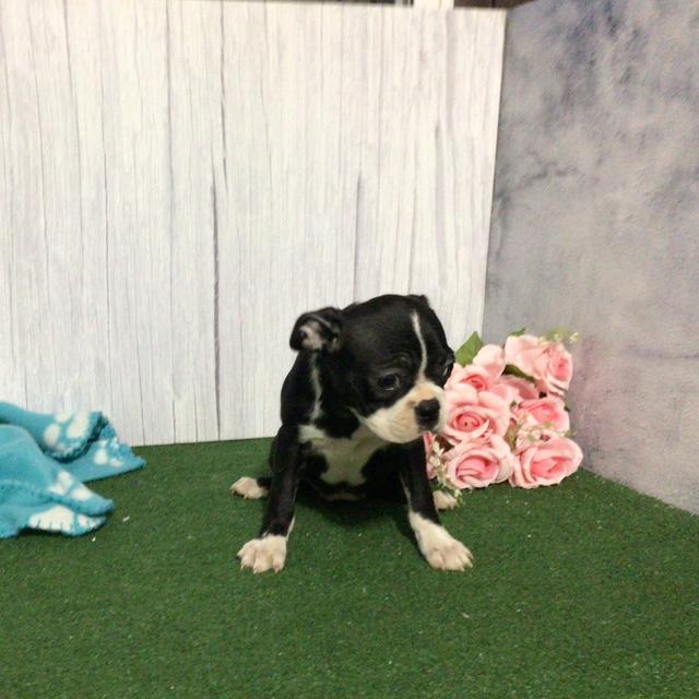 Daneeta - Boston Terrier