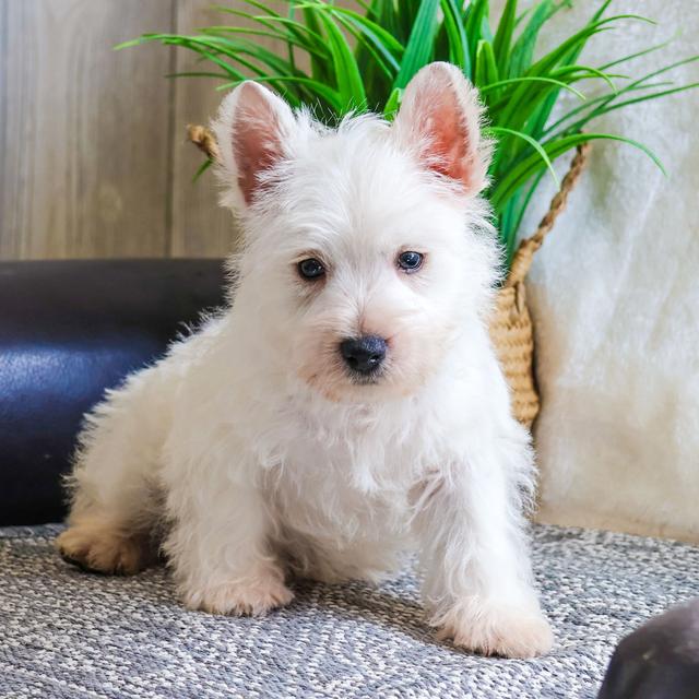 Clay - West Highland White Terrier