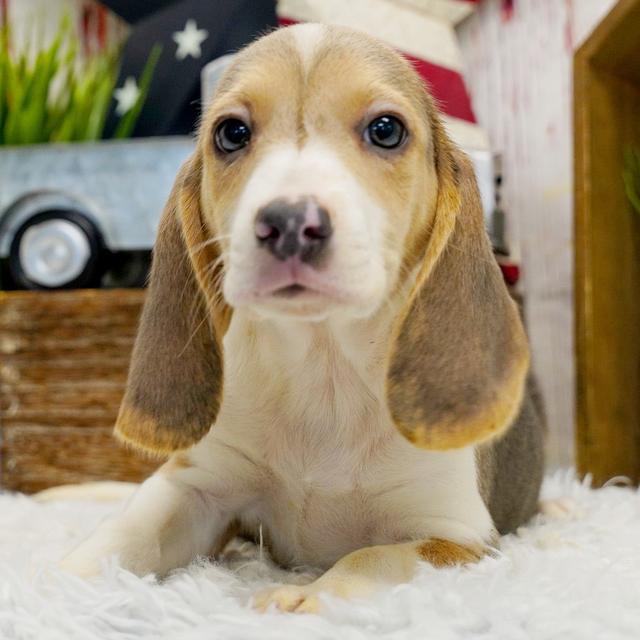 Scottie - Beagle