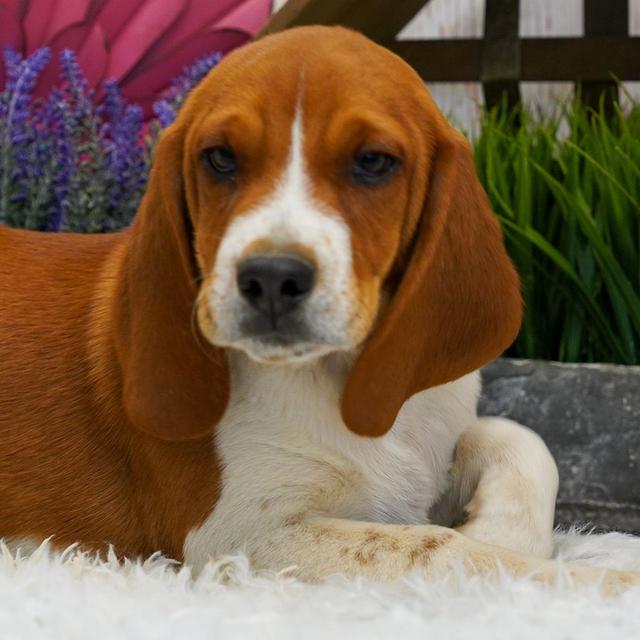 Cody - Beagle
