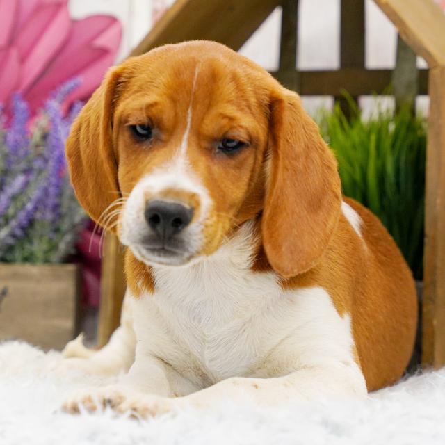 Sid - Beagle