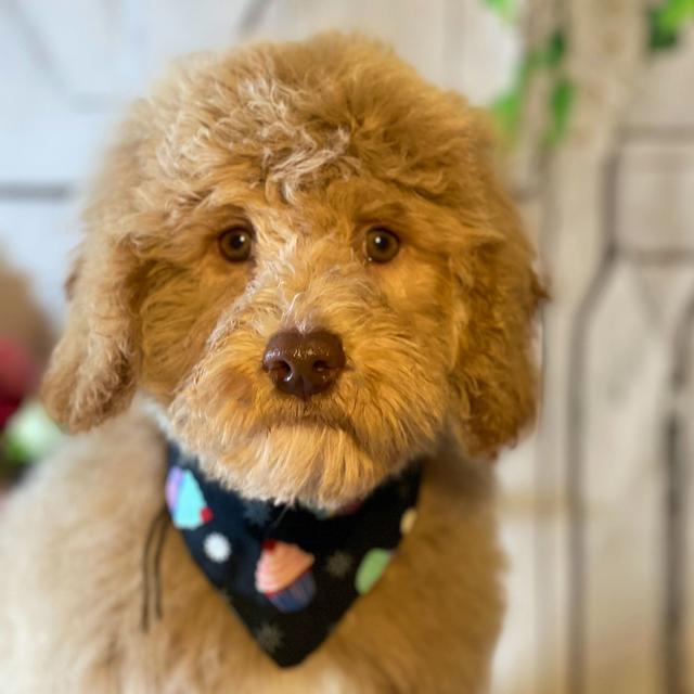 Sully - Labradoodle