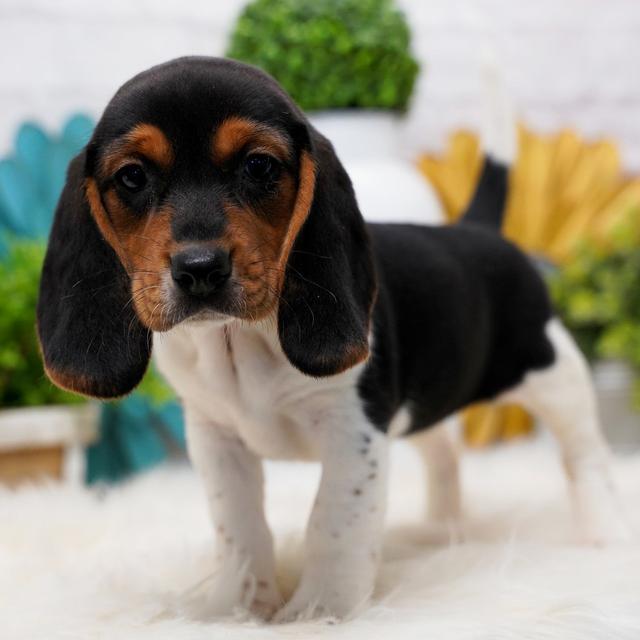 Siri - Beagle